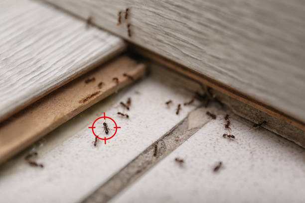 Professional Pest Control in Whiting, IN